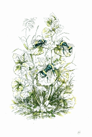 <b>Bumblebees</b><br />pencil, watercolor, acryl on paper, 16x24 cm, 2020